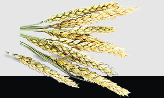 首页- 尊龙集团中国官网入口